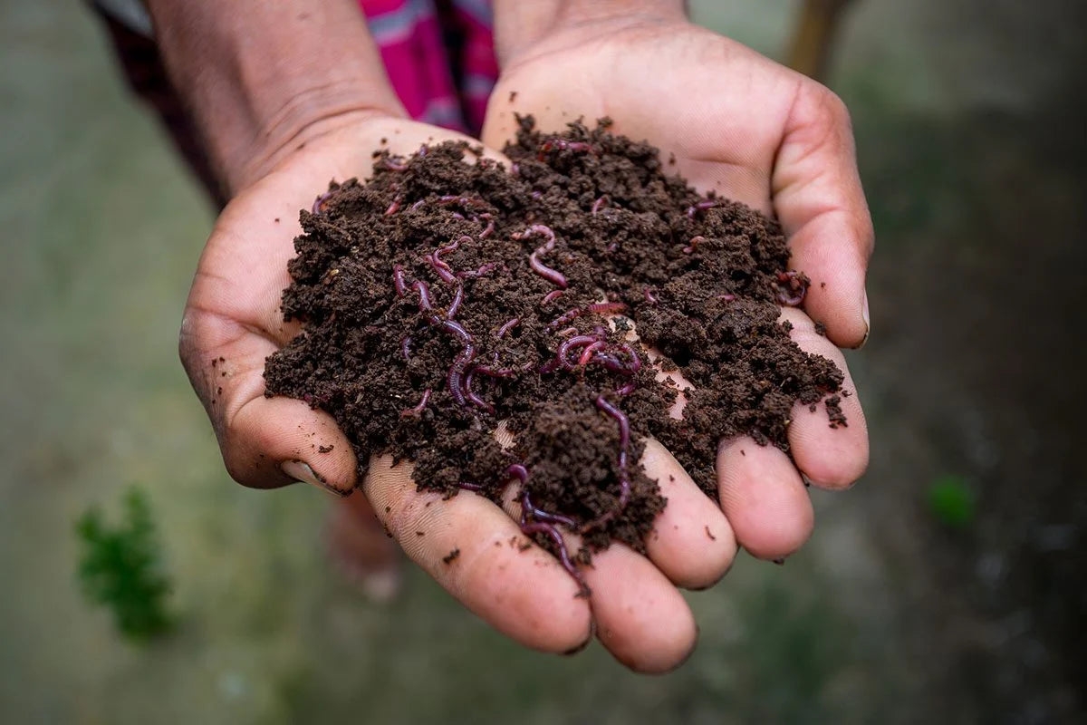 Vermicompost